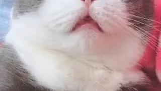 КОШАк Спит