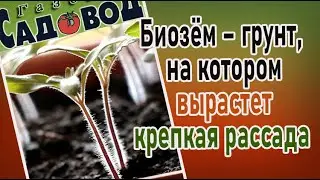 Биозём – грунт, на котором вырастет крепкая рассада