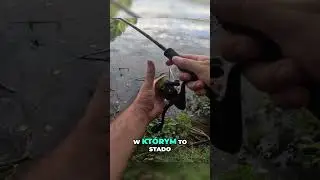 PB okonia POBITE :)