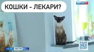 Кошки лекари?