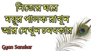 জানুন ময়ূর পালকের ১৫ টি অলৌকিক গুনাগুন - Keep Peacock feather inside Home and see magic Gyan Sanskar