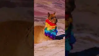 🦙 Cusco e Macchu Picchu 🇵🇪 Peru Short