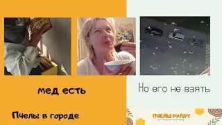 Улей на балконе.Пчелы в городе.Мед есть.bee