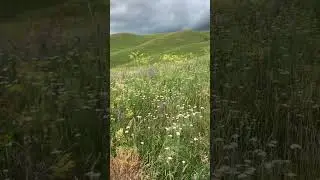 Собираем мед у самых небес.