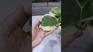 Hoya kerrii leaf development - watching it happen by time lapse #houseplantjournal #planttimelapse
