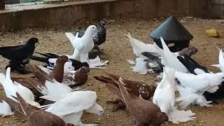 Иранские голуби 🕊️ на показ , есть молодёжь на продажу +7 977 752-00-01 вацап