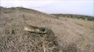 Rattlesnake · Dolly Shine
