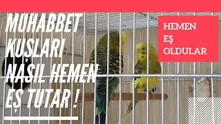 5 DAKİKA DA MUHABBET KUŞU EŞ TUTTURMA GARANTİ YÖNTEM -  PAŞA VE ÇİMEN HEMEN EŞ TUTTU vlog