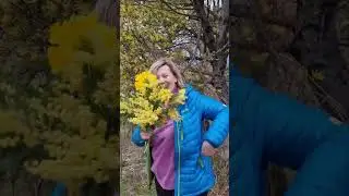 Собираем мимозу и нарциссы. И мы счастливы)) #гидсочи #абхазия #мимоза #весна #экскурсияабхазия