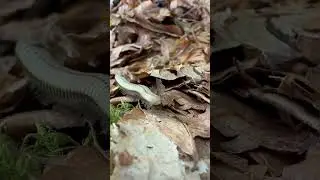 Сегодня ходили на водопад Паликаря, и в лесу опять этот запах! Как говорится, «вдруг кто не знал» 🤓