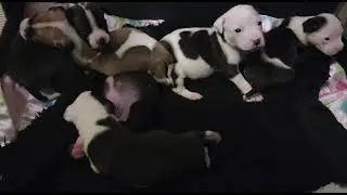 Bottle babies growing up fast