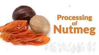 Processing of Nutmeg | जायफल का प्रसंस्करण | Nutmeg & Mace (Jaayphal & Jaavitree) | Wise Spice