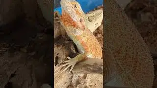 Mowdy is watching out for food! #breadeddragon #petlizard #reptile #shorts