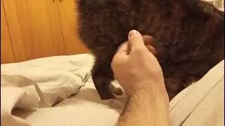 Bengala 4