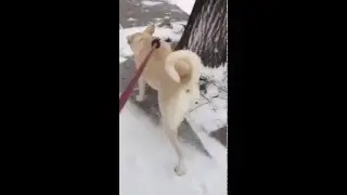 Blizzard 2016