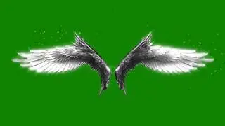 Wings Animation Green Screen HD