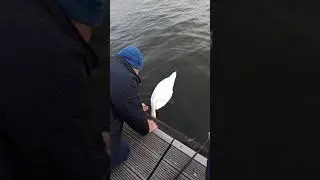 Ручные лебеди