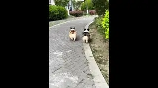 Awwww Super Fluffy Corgi Babies🐶😍😘🤩