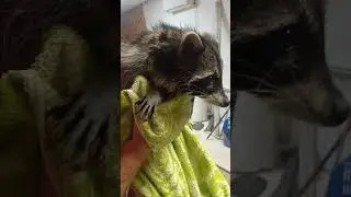 енот Хрюндель после водных процедур.