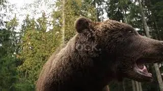 Bear Growls Stock Video   Download Video Clip Now   iStock