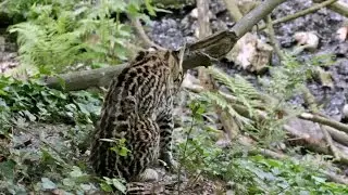 Dwarf Leopard (Leopardus Pardalis) Or Ocelot In Nahuatl Mexican Language. Stock Footage
