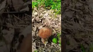 По грибы
