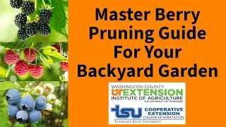 Master Berry Pruning Guide For Your Backyard Garden