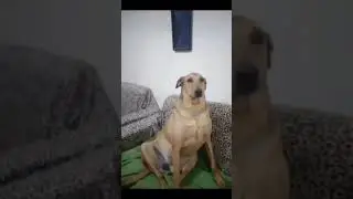 понял #пон #понял #собака #рек #ладно #говрек #shortvideo #memes #мем #рекомендации #funny#video