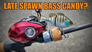 How Well Will This Tiny Bluegill Swimbait Work During Late Spawn? Jackall Baby Giron
