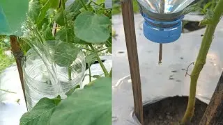 Cara mudah membuat irigasi tetes untuk tanaman dari botol plastik bekas