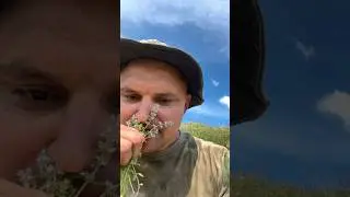 Собираем тимьян - как он выглядит. Тимьян- Чабрец.  #тимьян  #chabrec #чай #травянойчай
