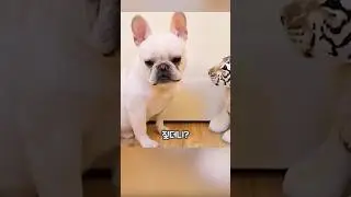 댕댕이 앞에 나타난 백호 한 마리 🐾🐯 #shorts #댕댕이 #강아지 #pets #cute #animals #dog
