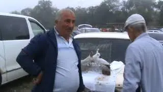 Ярмарка голубей г.Кореновск 12.09.2021г.2часть