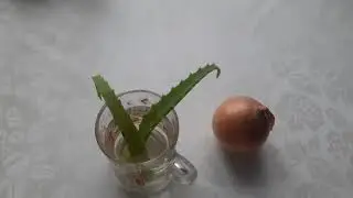ПОСЛЕ COVID ВЫПАДАЮТ ВОЛОСЫ. ДЕЛАЮ МАСКУ ДЛЯ ВОЛОС.