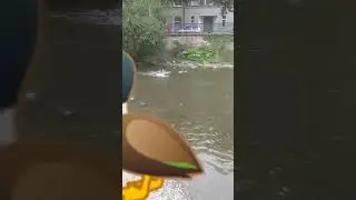 Две семьи в сборе 🦆🐤 + наглый гусь.