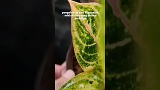 Ketika semakin banyak merasakan kegagalan