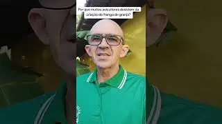 Por que muitos avicultores desistem da criação do frango de granja?