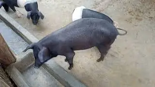 Restart After Pandemic of ASF ll Pig Farm in Assam