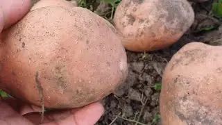 Potato season 2020. BELLAROSA IS THE LEADER AGAIN