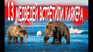 Встреча с медведем. 13 медведей встретили каякеров на берегу | ЗАПИСКИ КАЯКЕРА