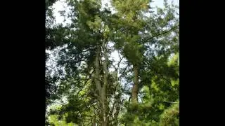VARIATIONS OF PINUS STROBUS: Cool Plant Profiles XV