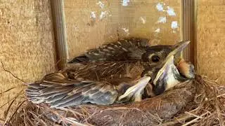 Baby Robins - watch how bird baby grows - Nova Scotia Birds Nesting - Robins in their nest