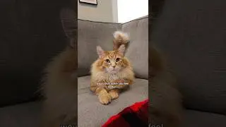 He didn't even hesitate 😅 #cat #cutecat #cute #animals #catvideos #catlover #pets #cuteanimal