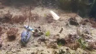 Yılan dili takım sualtı çekim