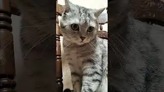 Надо себя так настроить #юмор #приколы #cat #смешнойкот #смешныекоты #котик #shorts