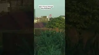 Kebun Pisang ditengah Kota Palembang