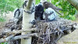 Mother-saker feeding foster nestling