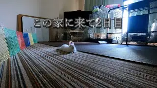 音楽データーでなくてごめんなさい。こういう動画の需要があるなら別チャンネル立ち上げようか考え中です。