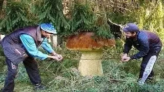 Našel jsem obří hřib! Největší podzimní houby! Krásné hřiby a křemenáče. Podzimní houbaření v lese.