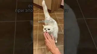 Как определить настроение кошки по хвосту 